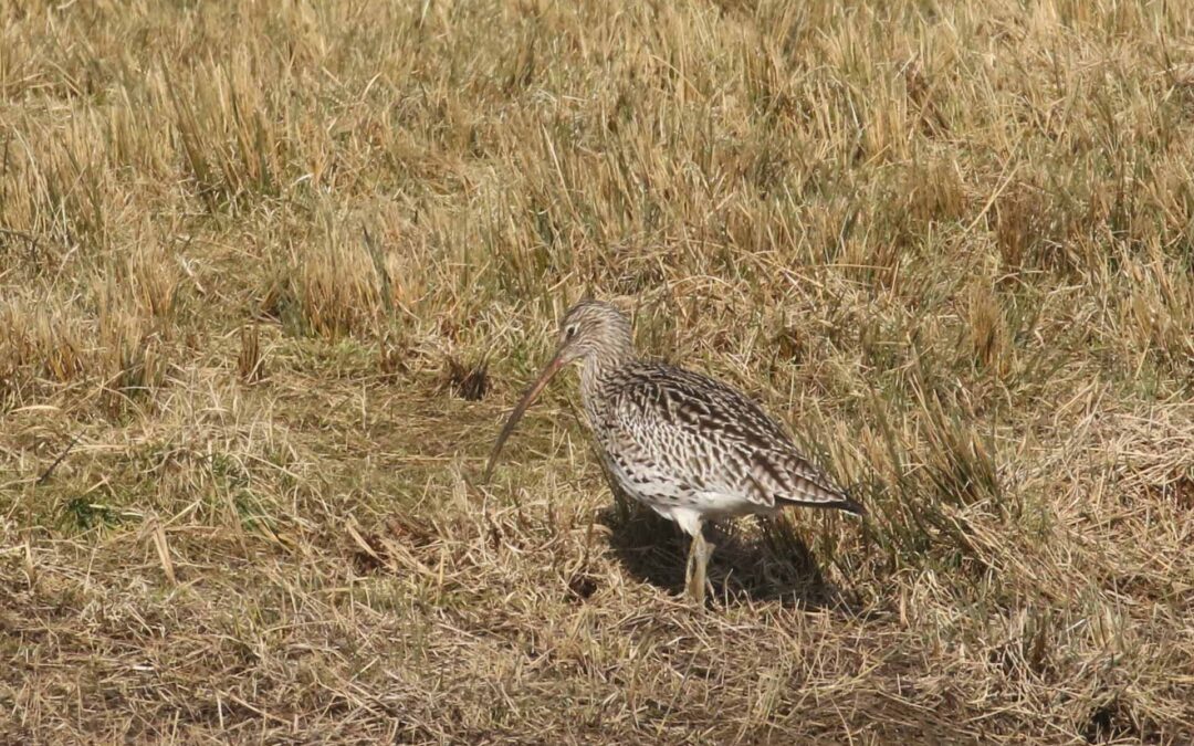 Curlew Rutland Water 24 Feb 2018 (4)
