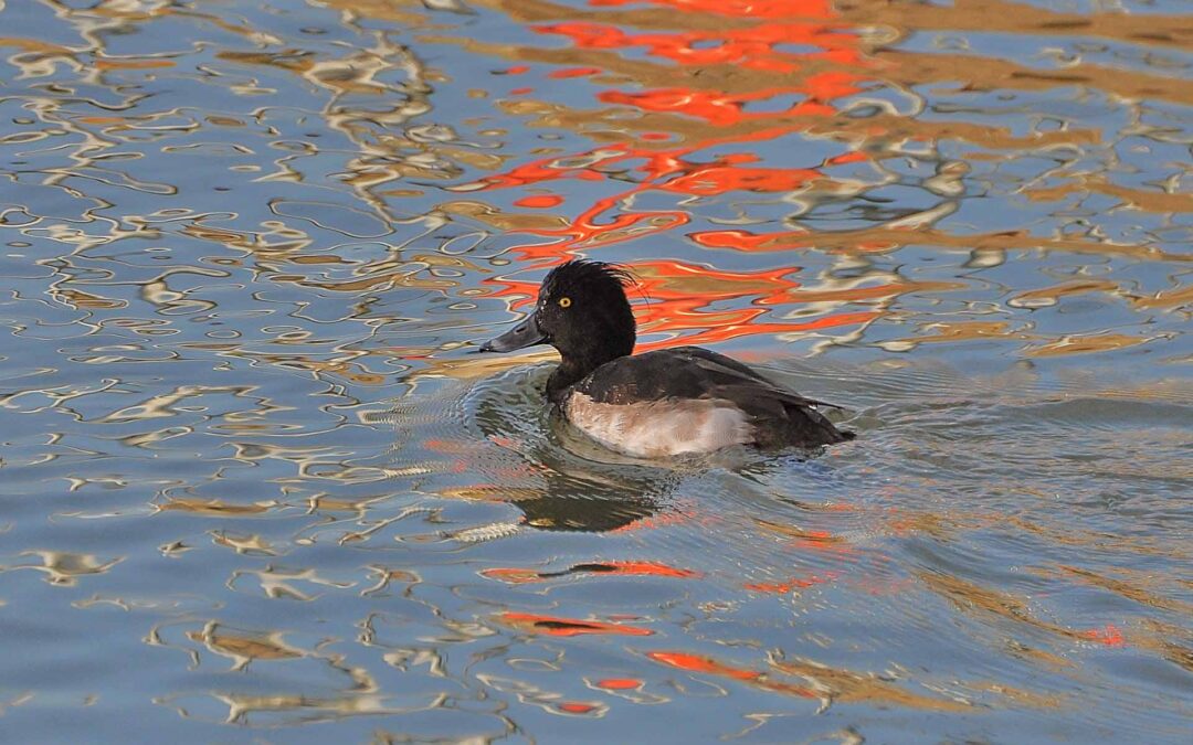 DUCK TUFTED Eyebrook