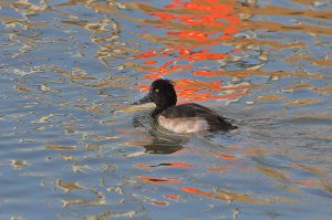 DUCK TUFTED Eyebrook