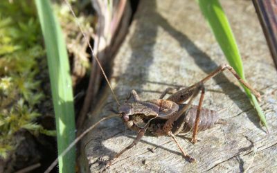 Outdoor Meeting: Bioblitz at Clipsham Park Avenue