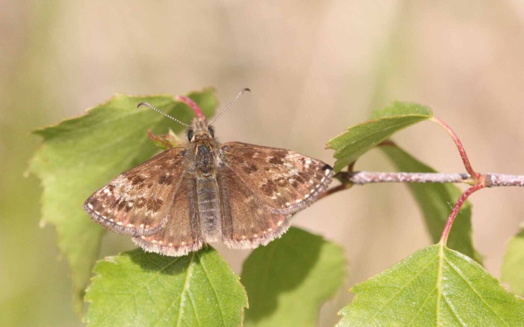 Dingy Skipper 46