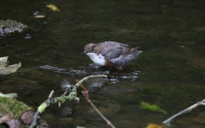 Indoor Meeting: AGM and Birds of the Water