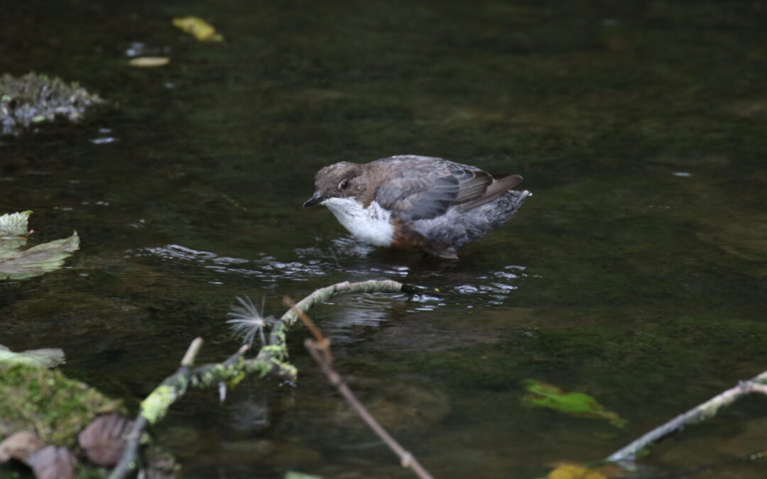 Dipper Mill Dale 31 July 2018 (8)
