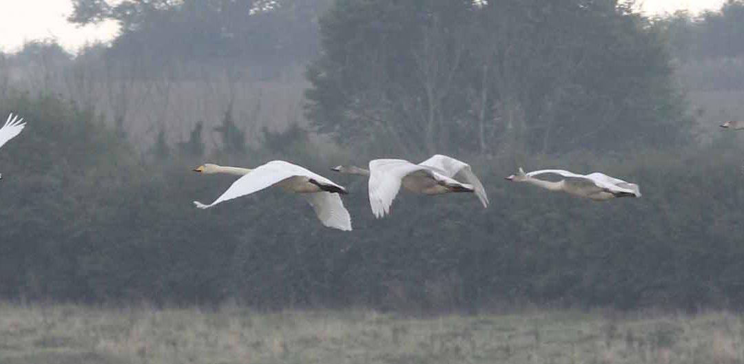 Eyebrook Reservoir – Rutland’s first water