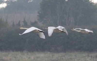 Eyebrook Reservoir – Rutland’s first water