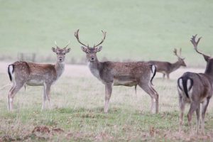 fallow-deer-belton-park-6-nov-2016-31
