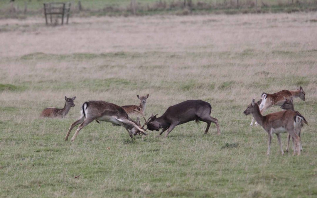 Outdoor Meeting: Deer Walk – CANCELLED