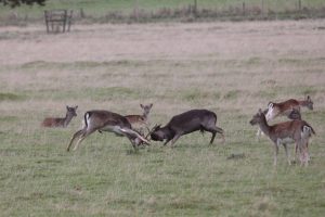 fallow-deer-belton-park-6-nov-2016-39