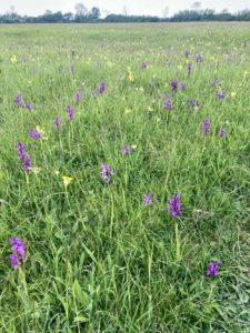 Merry's Meadows