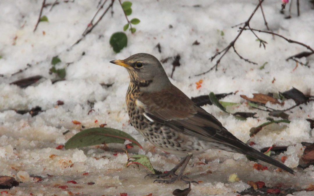 Help with Fieldfare needed