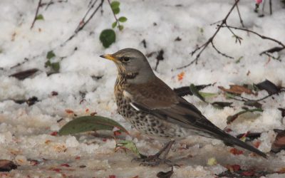 Delayed October Fieldfare