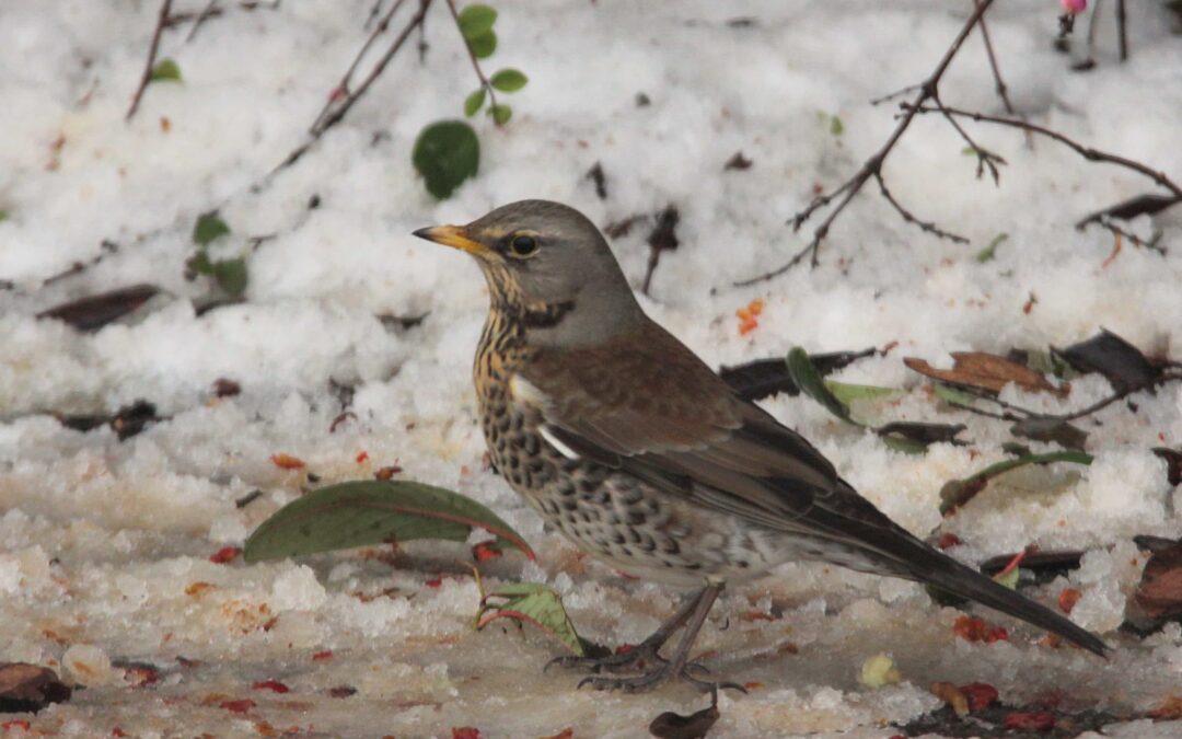 Fieldfare 26