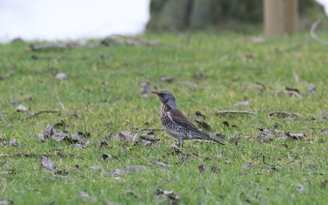 Fieldfare  Feb 2019