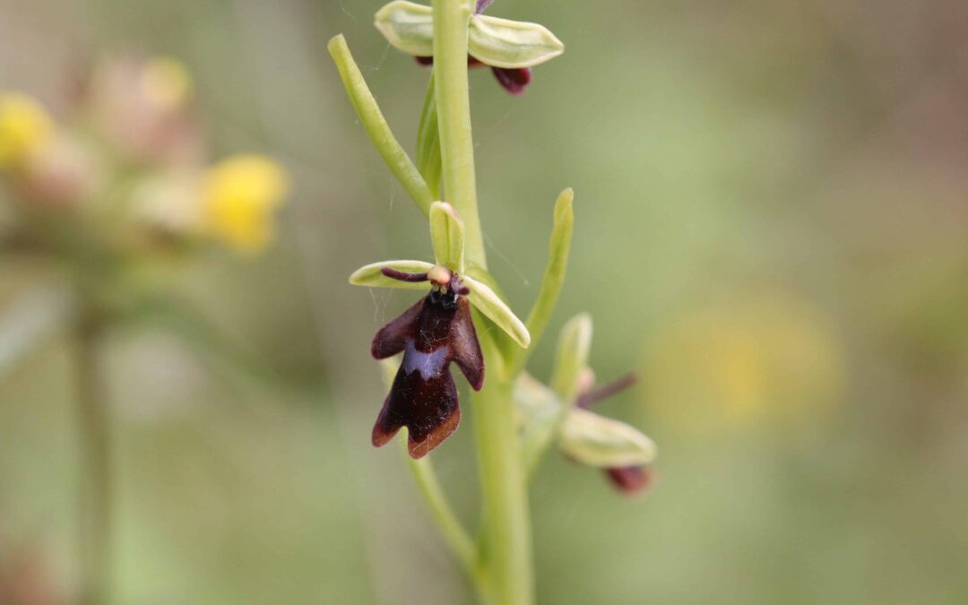Fly Orchid 24