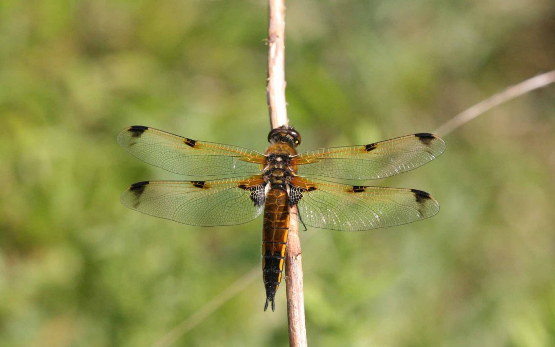 Outdoor Meeting: REVISED DATE – Swaddywell Reserve in John Clare Country