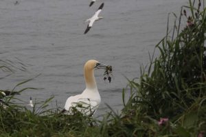 Gannet 18