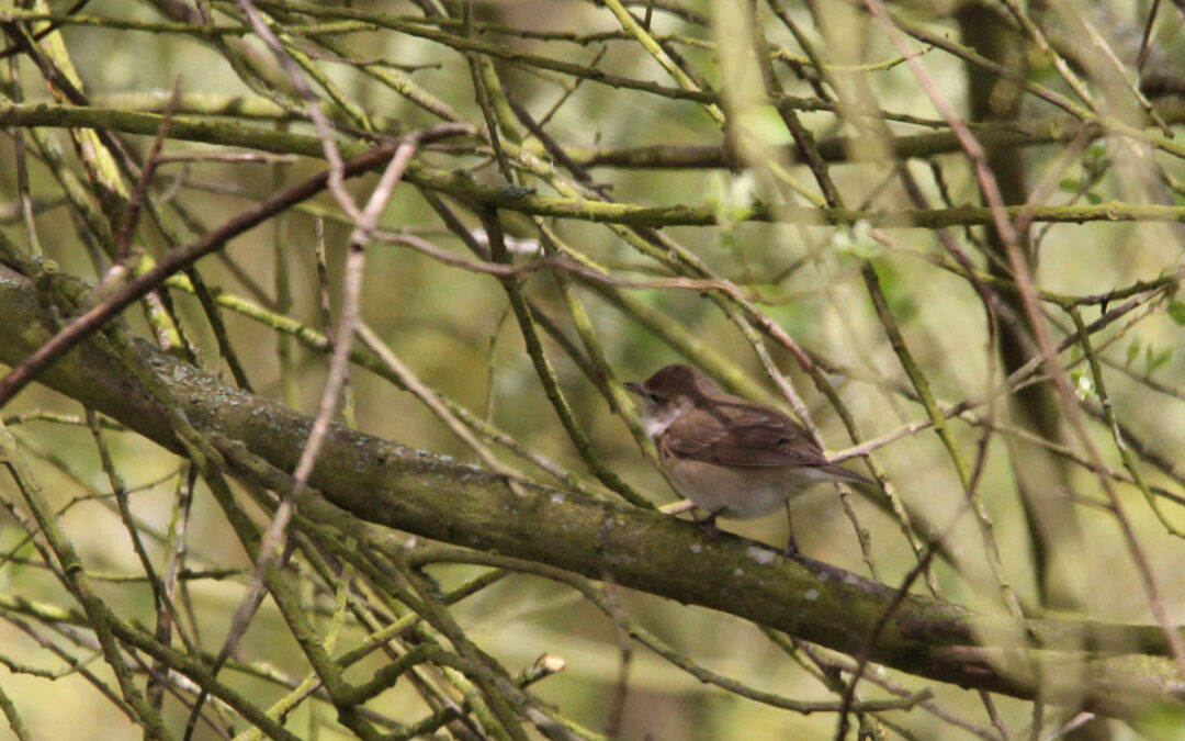 Garden-Warbler-12-web