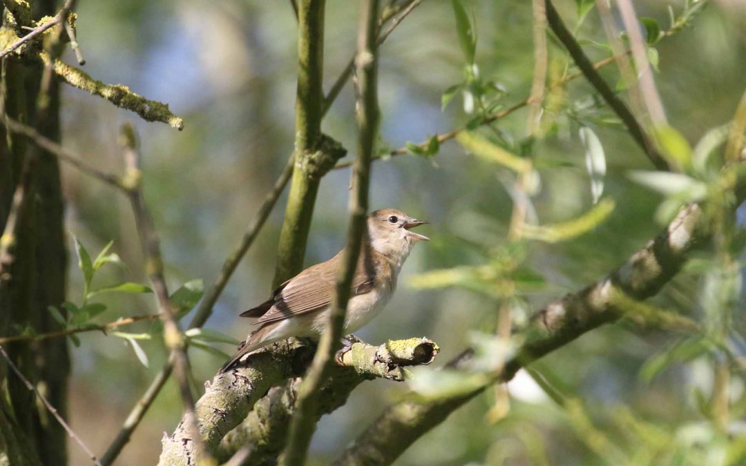 Outdoor Meeting: Dawn Chorus see below for details