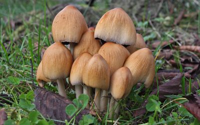 Outdoor Meeting : Fungal foray at Clipsham Yew Tree Avenue