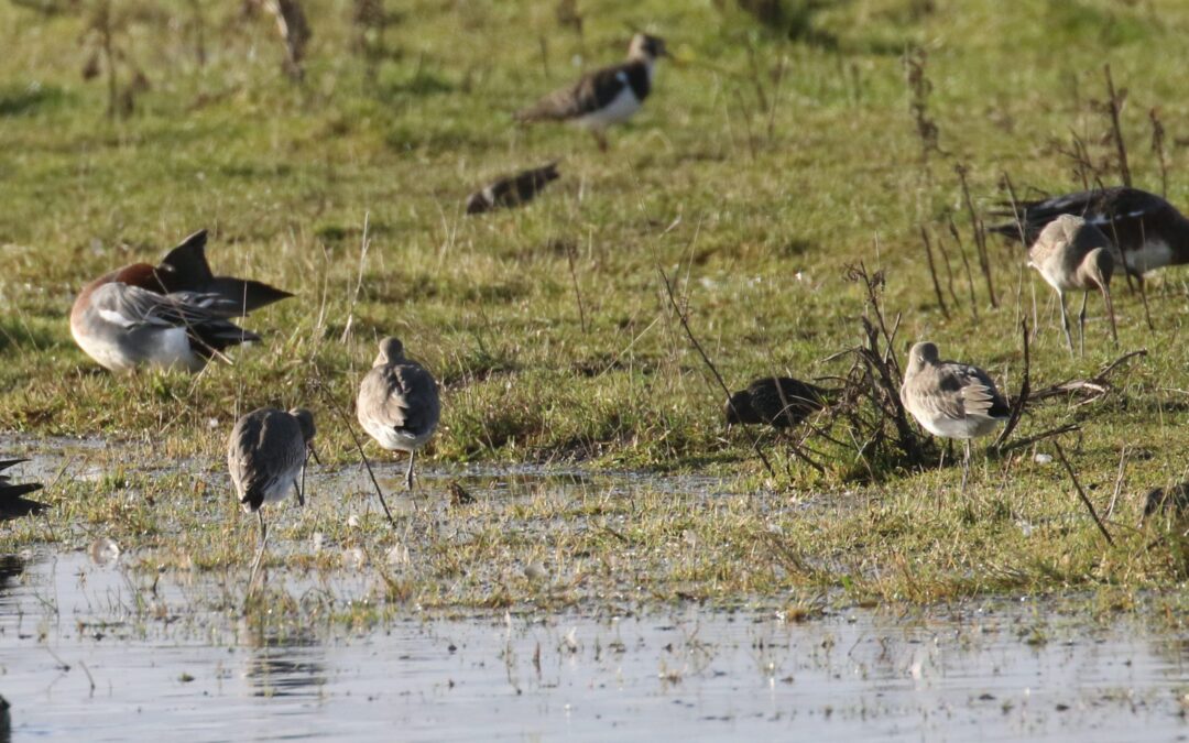Godwits Frampton Marsh 10th November 2019 (7)