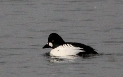 Outdoor Meeting: Eyebrook Reservoir