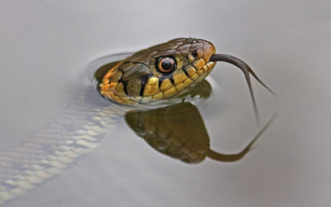 Grass-snake_OakhamKR