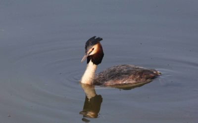 Indoor Meeting: Recent Ramblings of a wildlife photographer This meeting has been cancelled