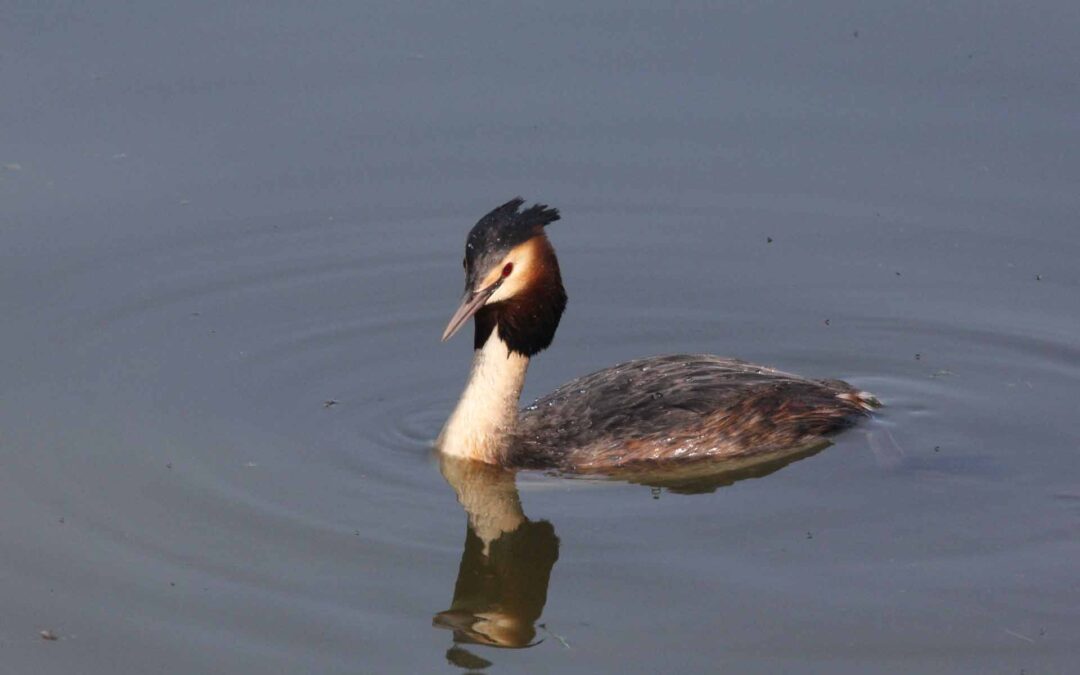 Great Crested Grebe 103