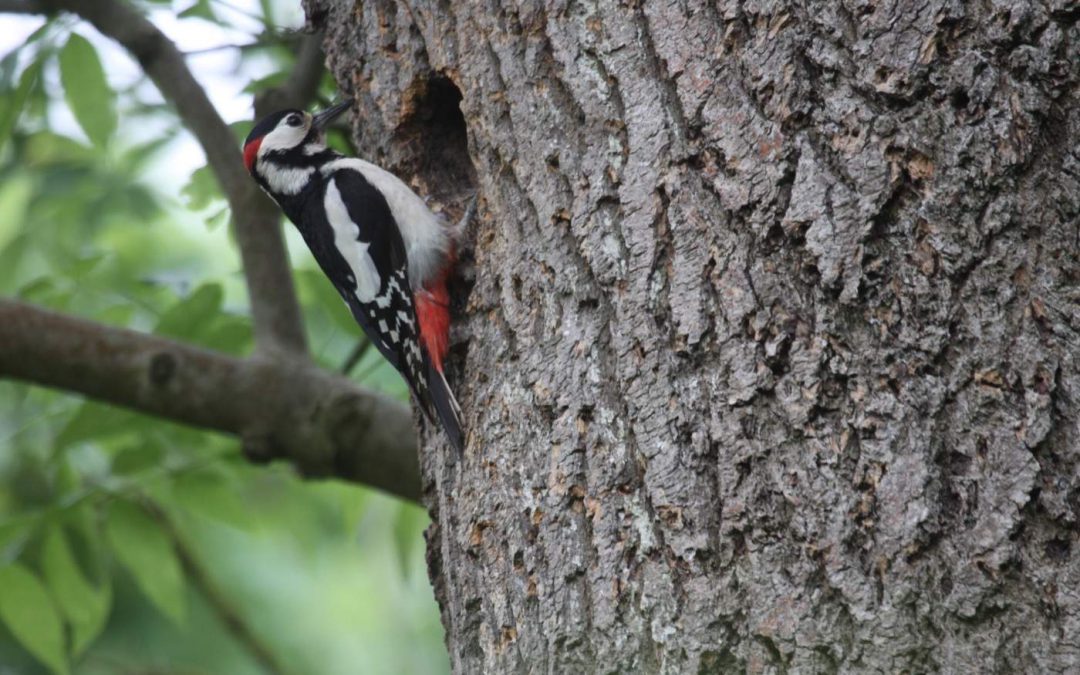 Burley Wood Visit 10th May