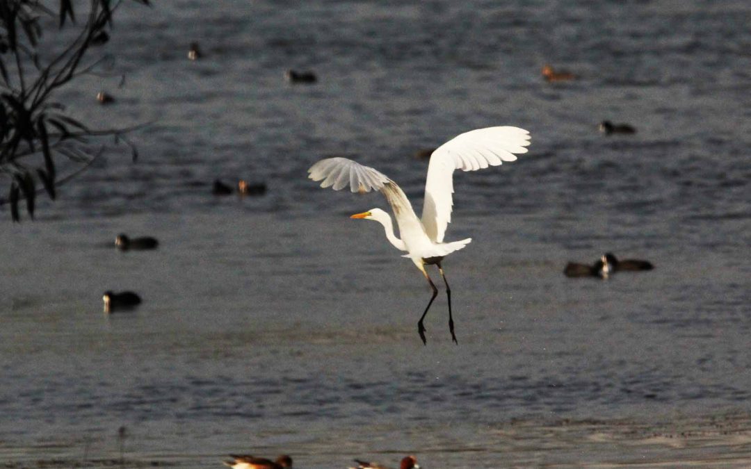 Indoor Meeting: A lecture on Birds and Climate Change