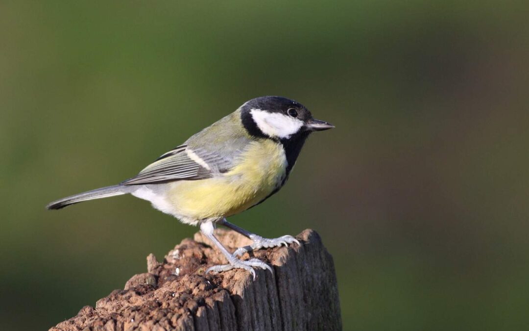Great-tit_Rutland-WaterKR