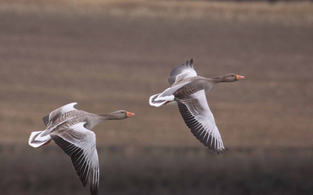 Greylag Goose 28