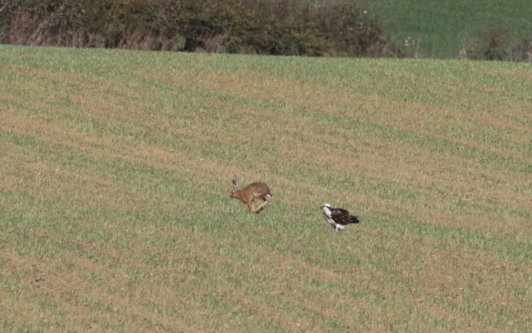 Hare and Osprey Eyebrook 24 March 2019 (8)
