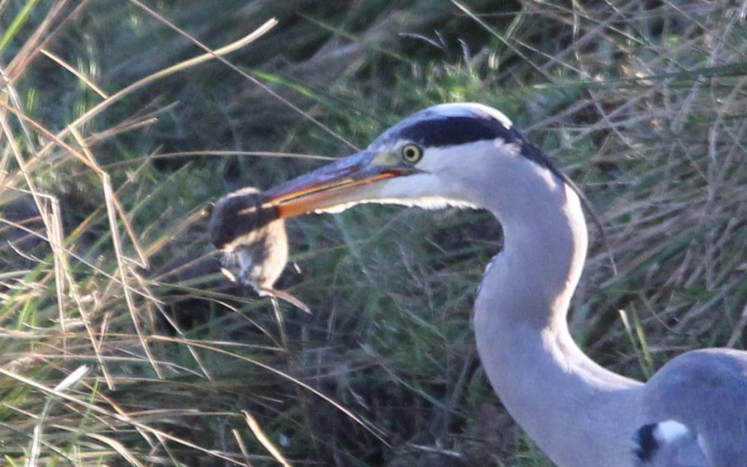 Outdoor Meeting : Egleton Nature Reserve