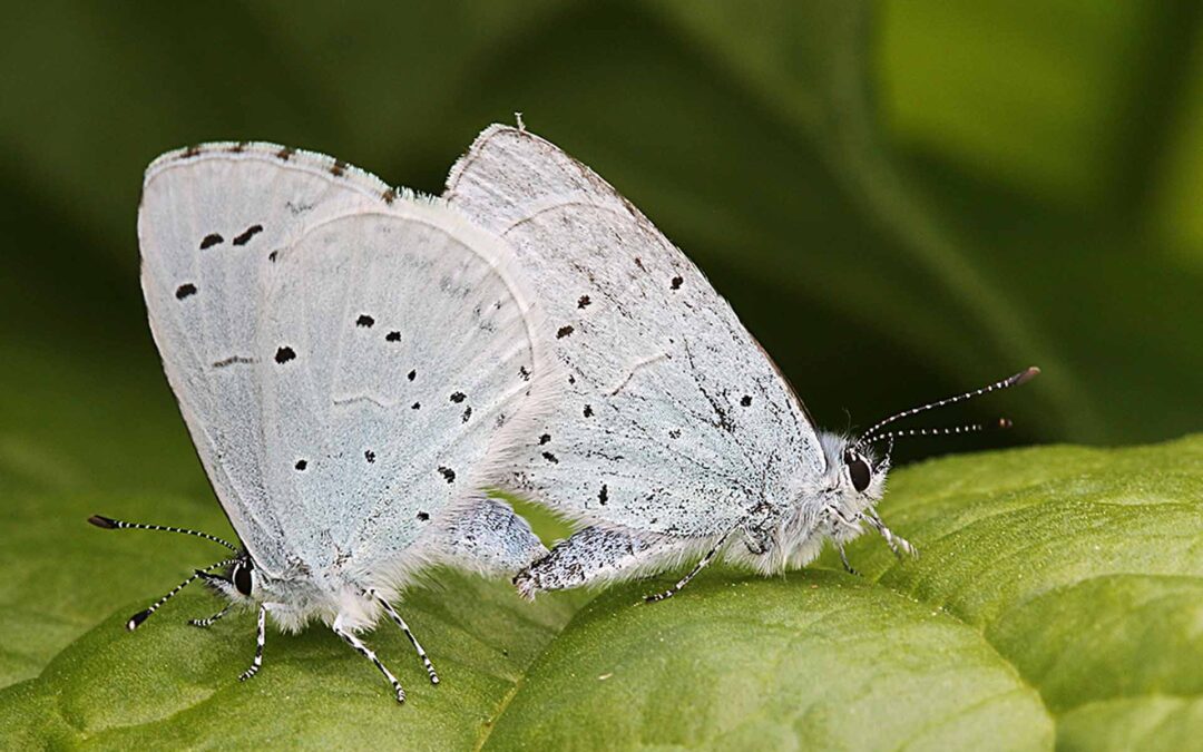 Holly blues