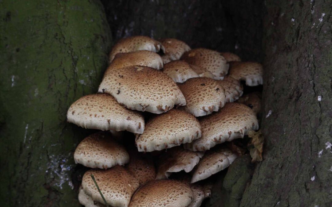 honey-fungus-1