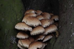 honey-fungus-1