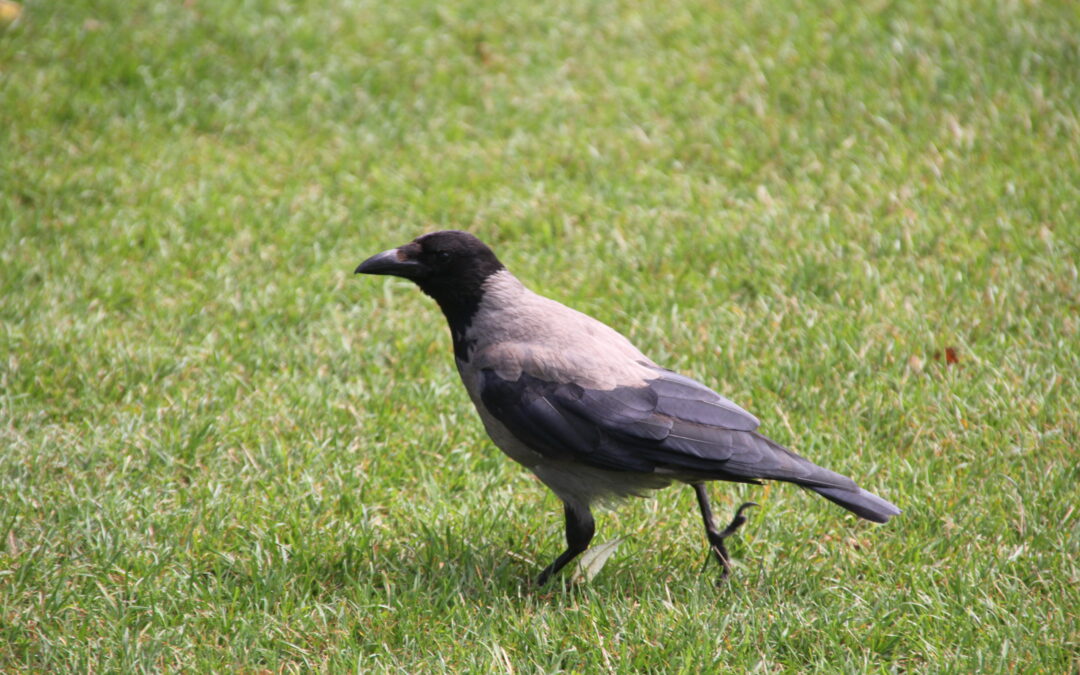 Hooded Crow Ireland (4)