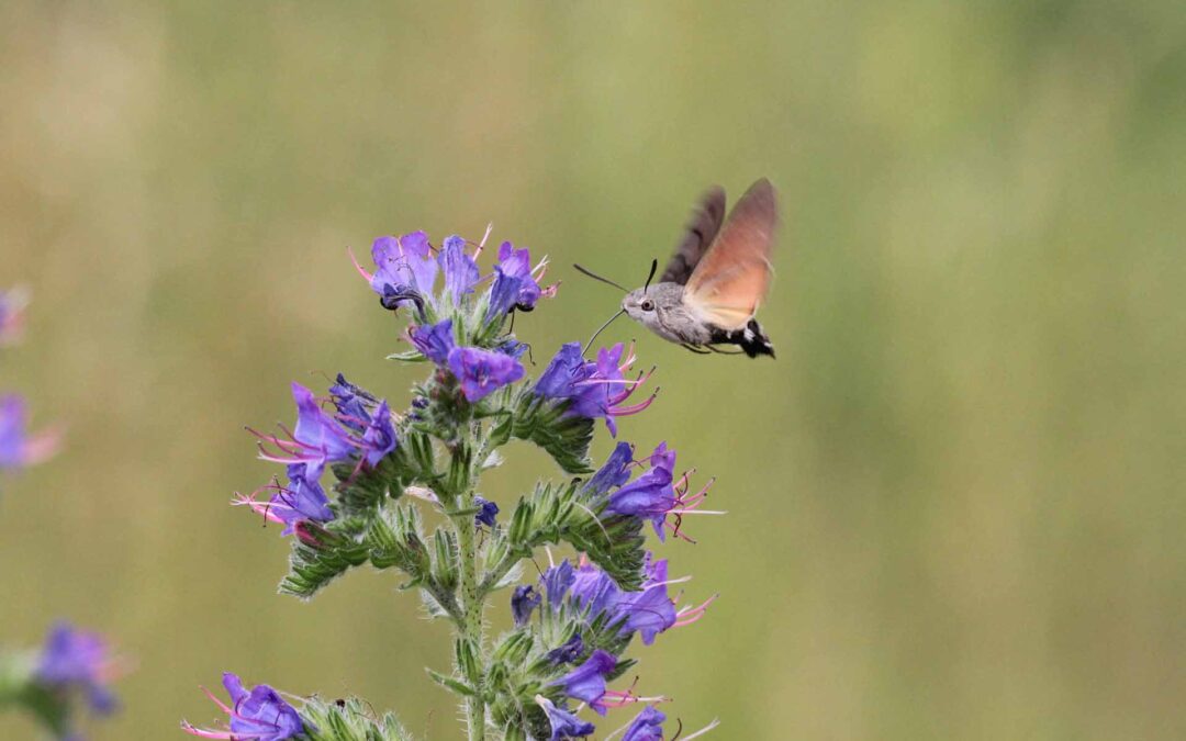 Hummingbird Hawkmoth 2