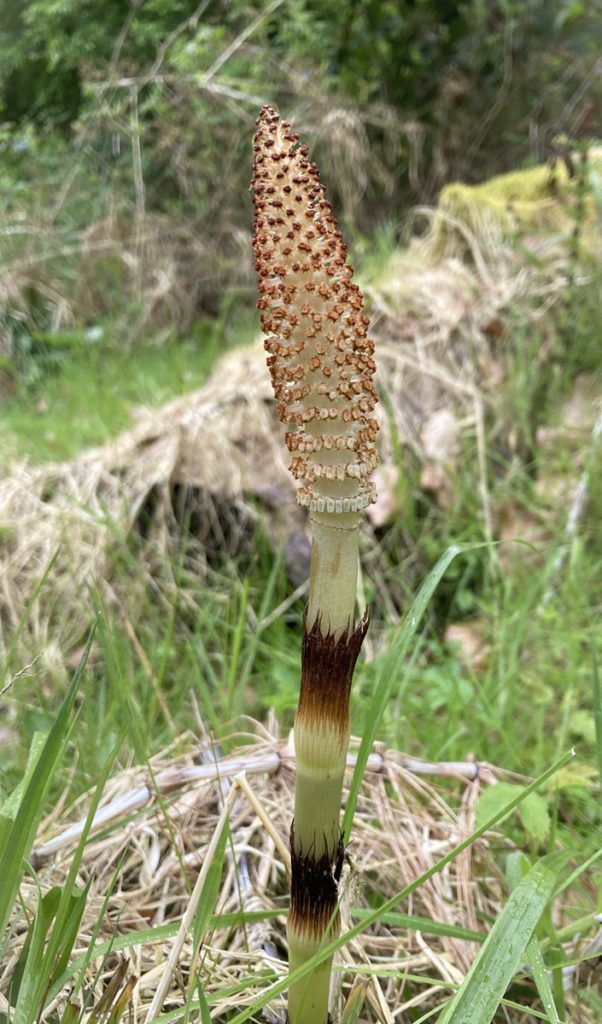 Horsetail