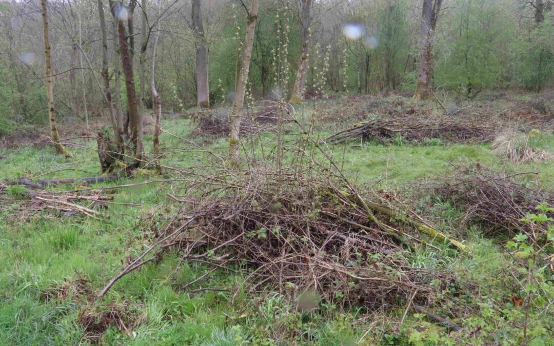 Launde Big Wood 23 April 2023 (12) resize