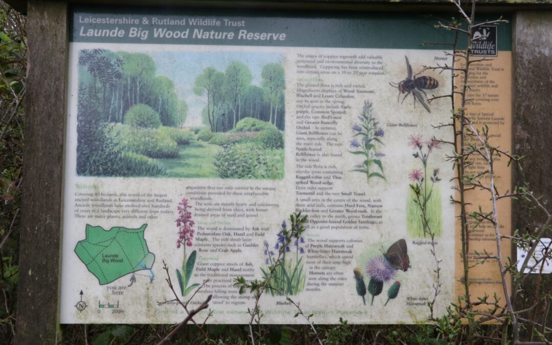 Launde Big Wood 23 April 2023 (3) resize 2