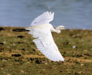 Little Egret Egleton