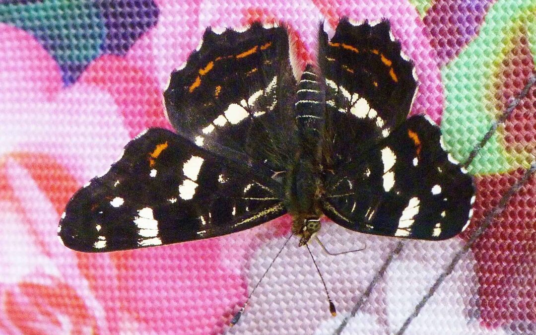 Map Buttlerfly,FranceAT