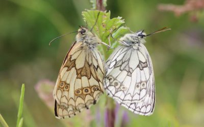 Outdoor Meeting: Collyweston Quarries Nature Reserve