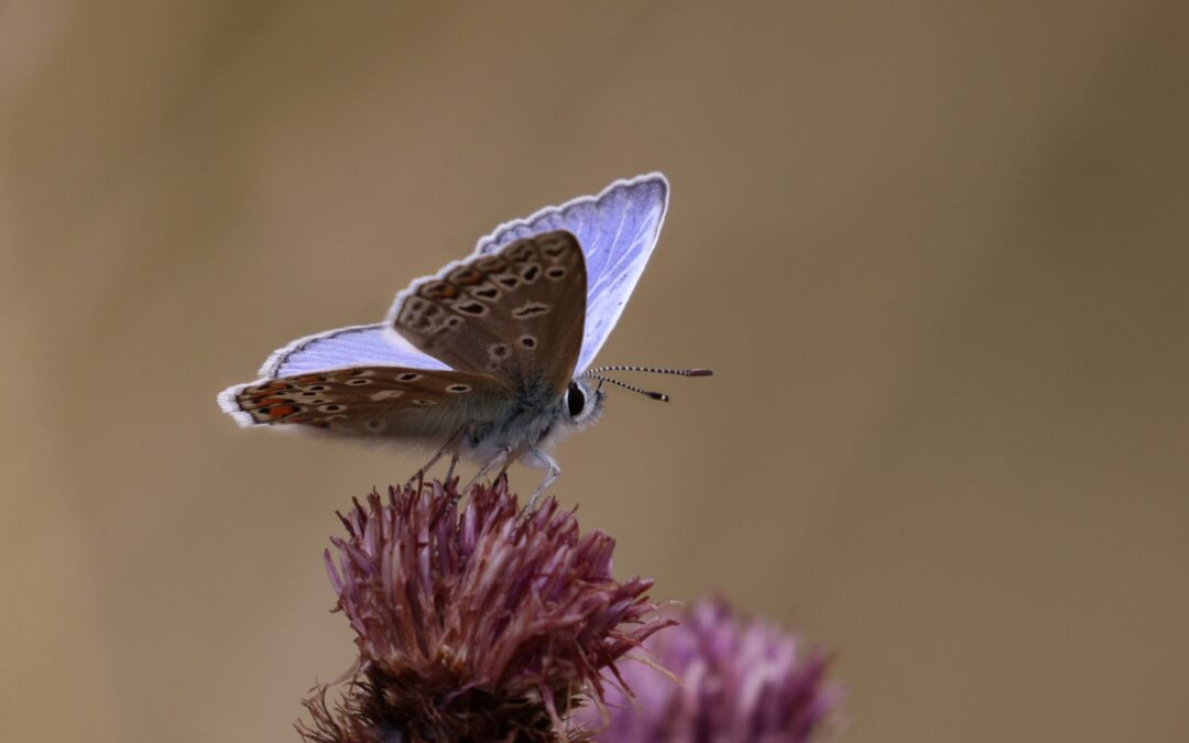 Marian Markham common blue on knapweed