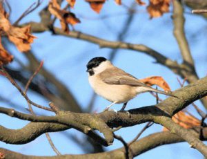 Marsh Tit 25 web