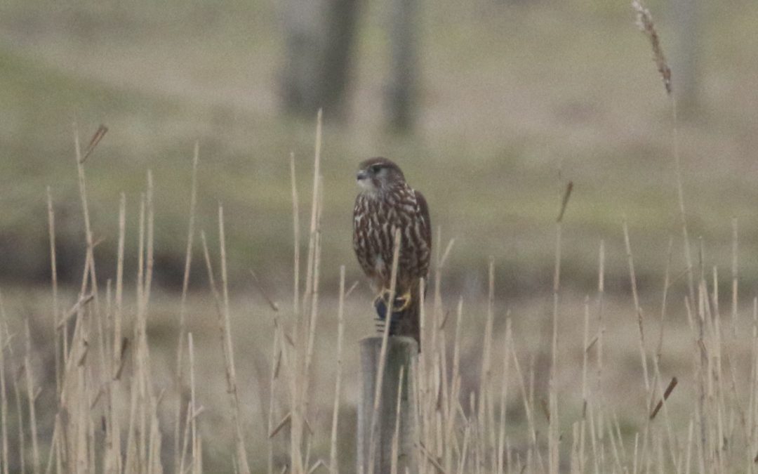 Outdoor Meeting : Frampton Marsh