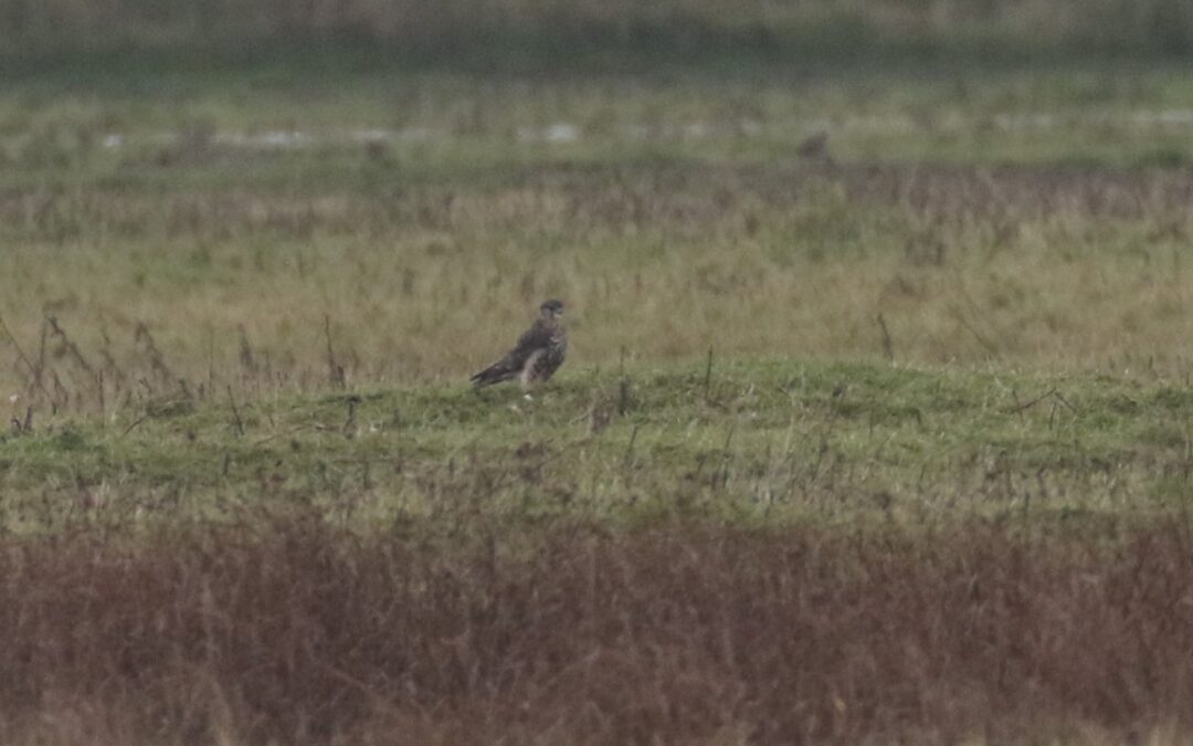 Merlin Frampton Marsh 10th November 2019 (14)
