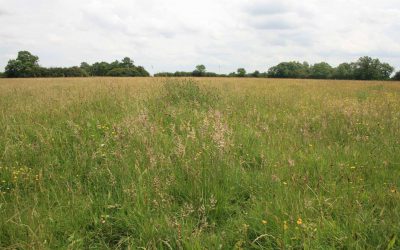 Outdoor Meeting: Walk for birders